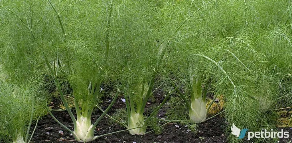 Μάραθο - Φοινόκιο (Foeniculum vulgare)