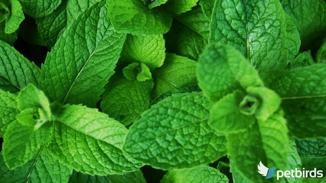 Μέντα (Mentha piperita)