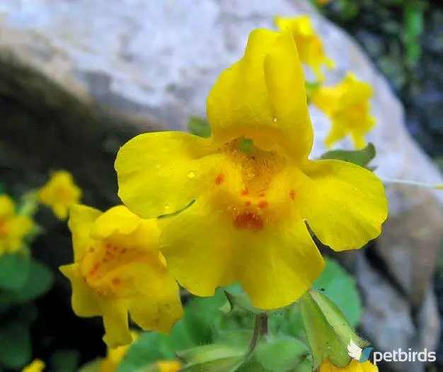 Μίμουλο (Mimulus)