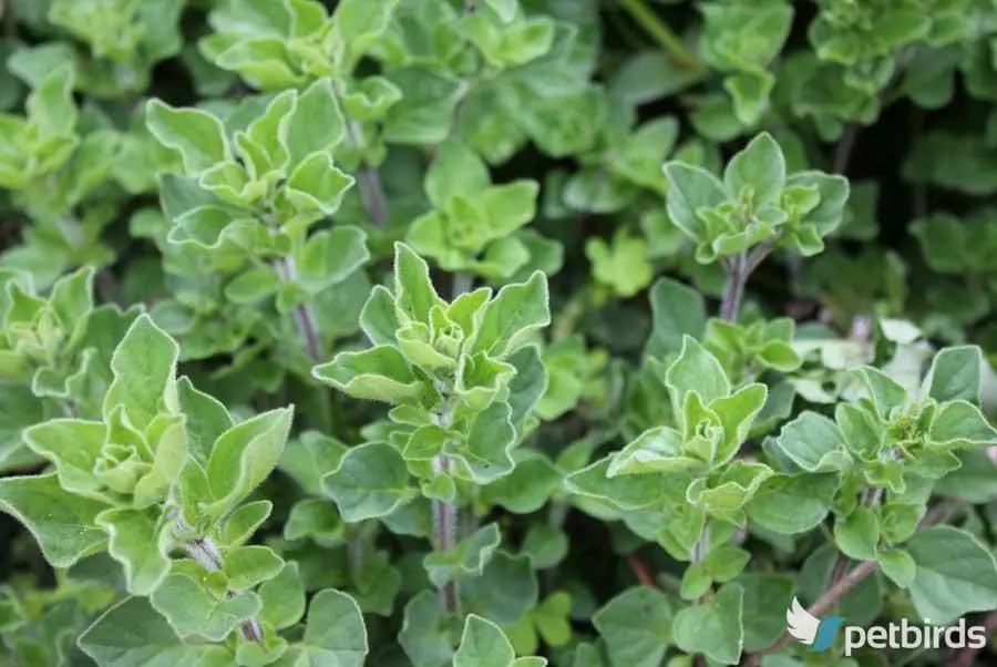 Μαντζουράνα (Origanum majorana)