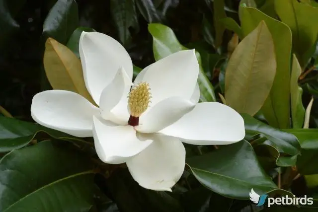 Μανόλια (Magnolia virginiana)