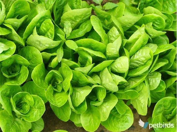 Μαρούλι - Lettuce (Lactuca sativa)