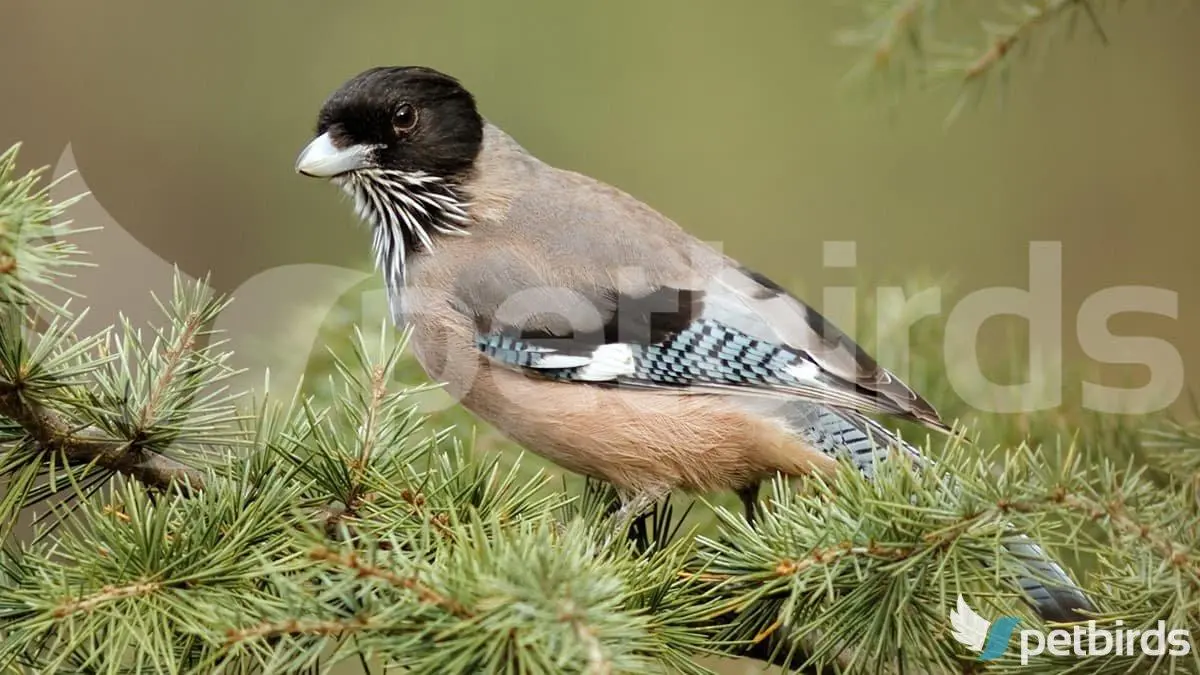 Μαυροκέφαλη κίσσα (Garrulus lanceolatus)