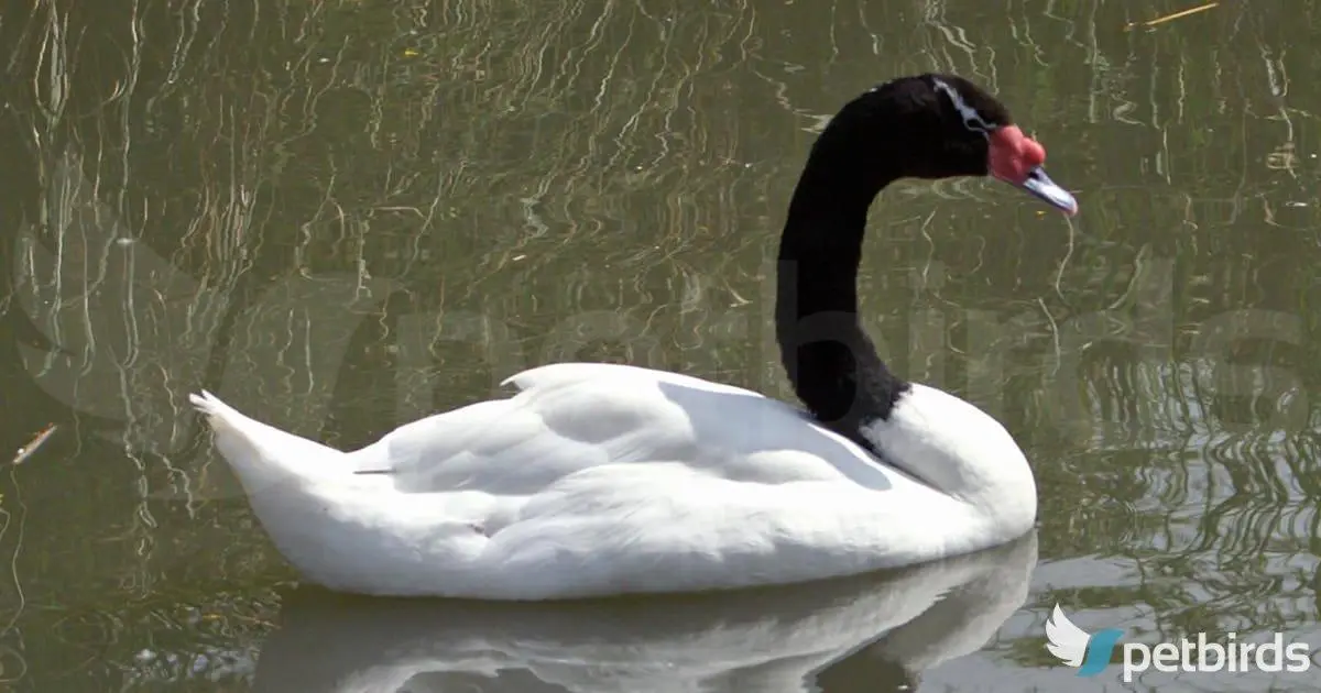 Μελανόλαιμος κύκνος - Cygnus melancoryphus