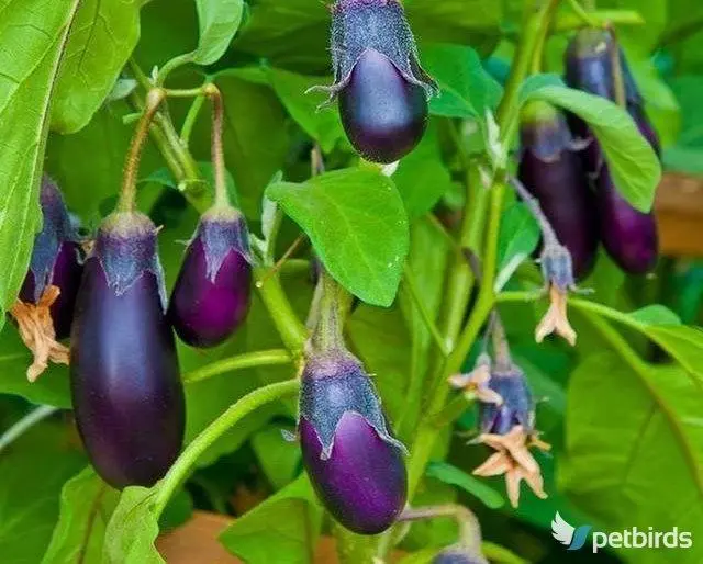 Μελιτζάνα (Solanum melongena)