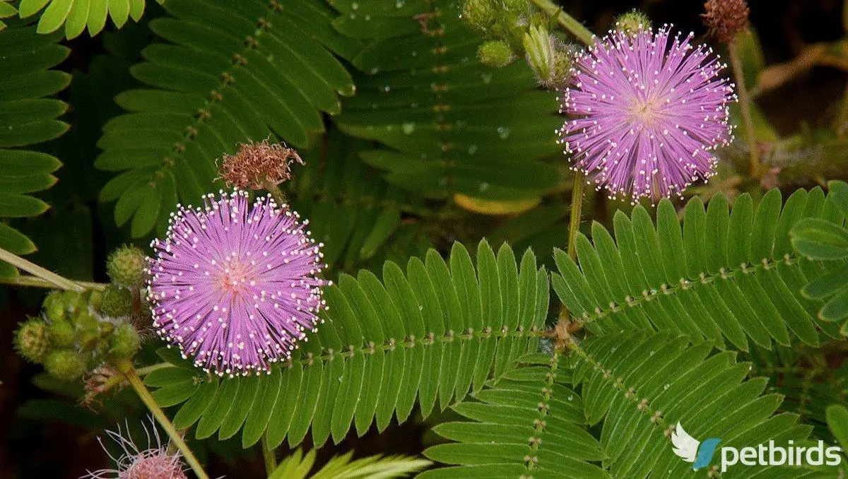 Μιμόζα μη μου άπτου (Mimosa pudica)