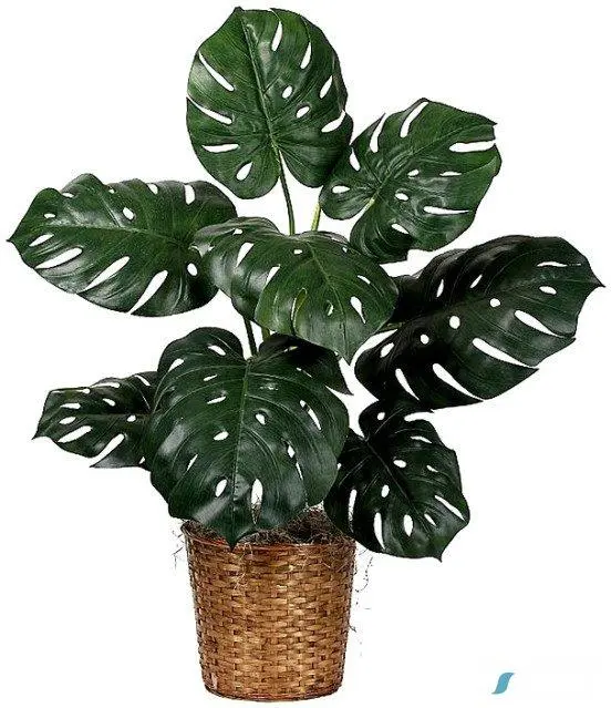 Μονστέρα (Monstera deliciosa)