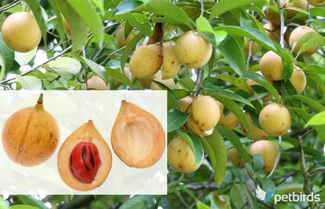 Μοσχοκαρυδιά - Nutmeg tree  – Myristica fragrans