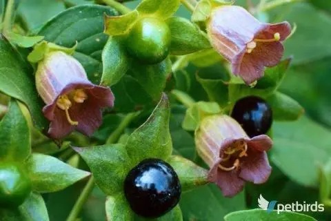 Μπελαντόνα (Atropa belladonna)