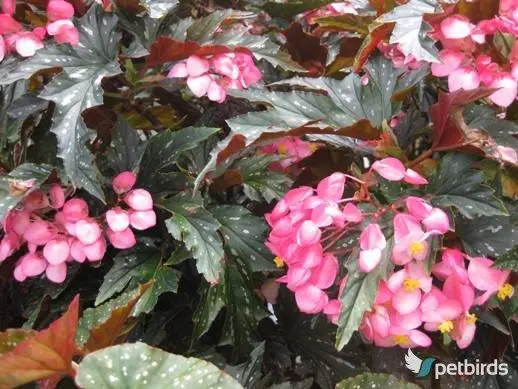 Μπιγκόνια (Begonia)