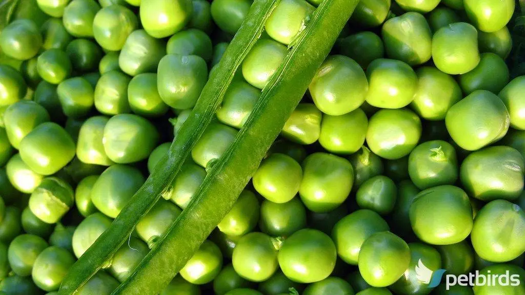 Μπιζέλια - Αρακάς - Peas (Pisum sativum)