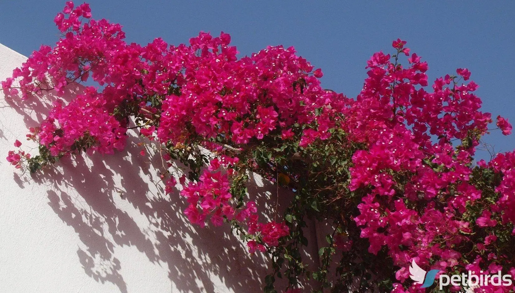 Μπουκαμβίλια (Bougainvillea)