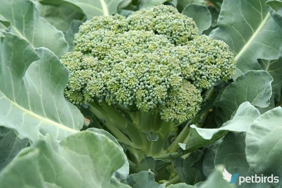 Μπρόκολο - Broccoli (Brassica oleracea)