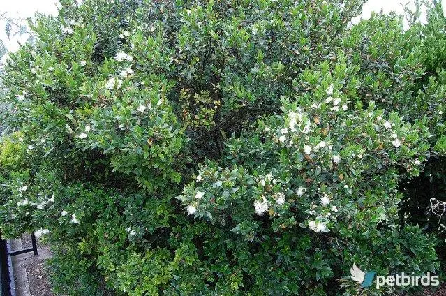 Μυρτιά (Myrtus)