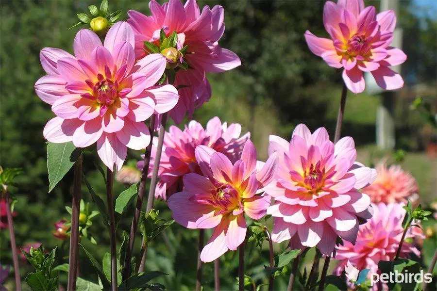 Ντάλια (Dahlia)