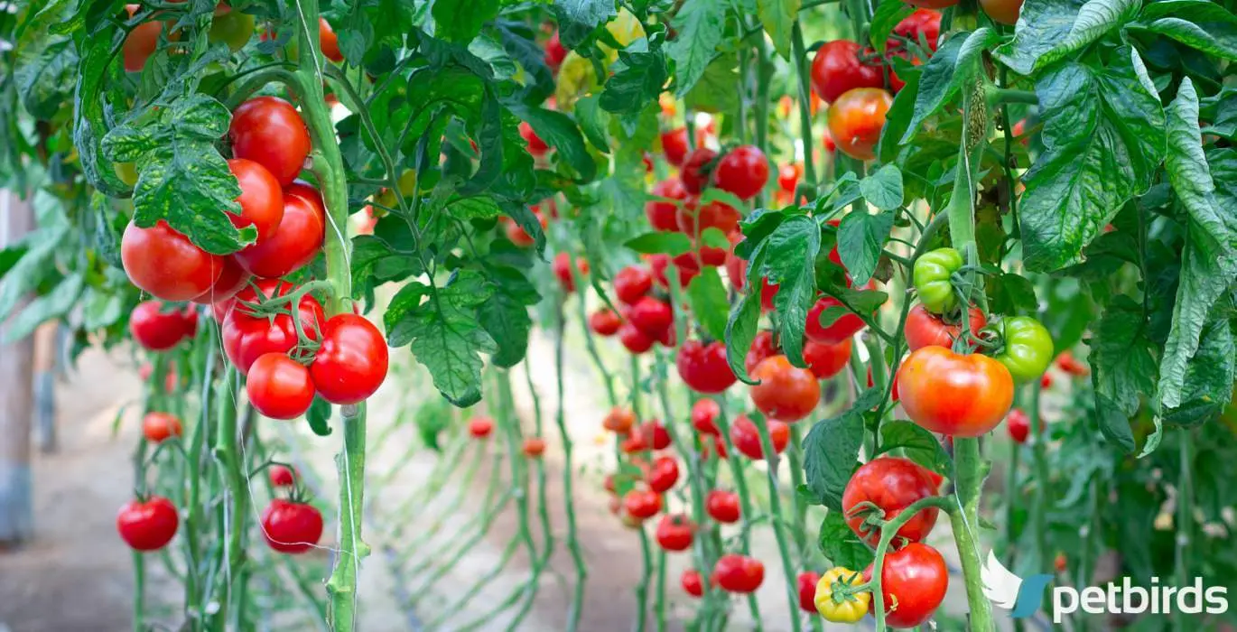 Ντοματιά - Ντομάτα (Solanum lycopersicum)