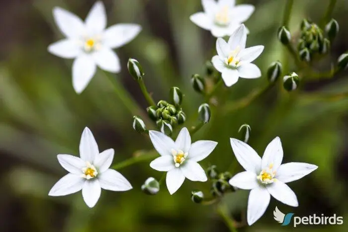 Ορνιθόγαλο (Ornithogalum umbellatum)