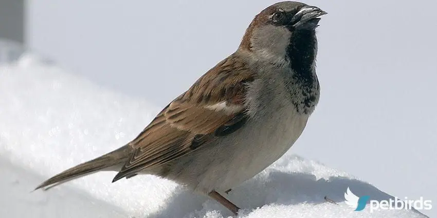 Ο Σπιτοσπουργίτης, (Passer domesticus)