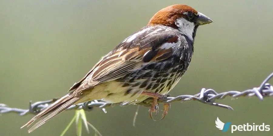 Ο χωραφοσπουργίτης, (Passer hispaniolensis)