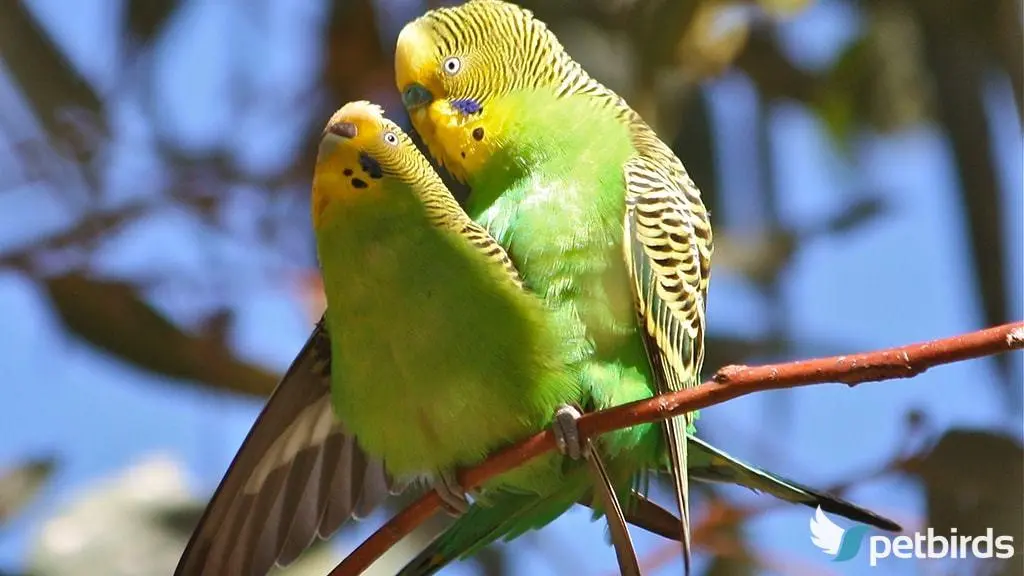 Παπαγαλάκια budgie που ζευγαρώνουν