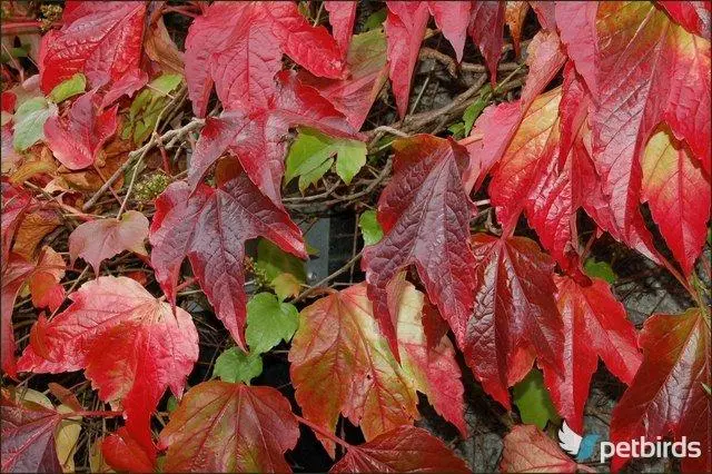 Παρθενοκισσός (Parthenocissus quinquefol)