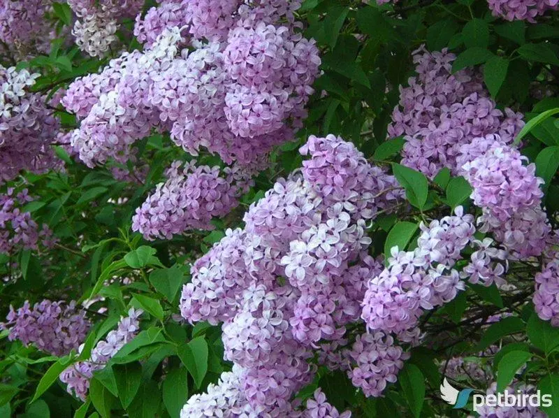 Πασχαλιά (Syringa vulgaris)