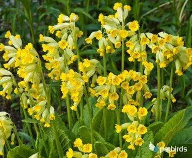 Πασχαλούδα (Primula veris)