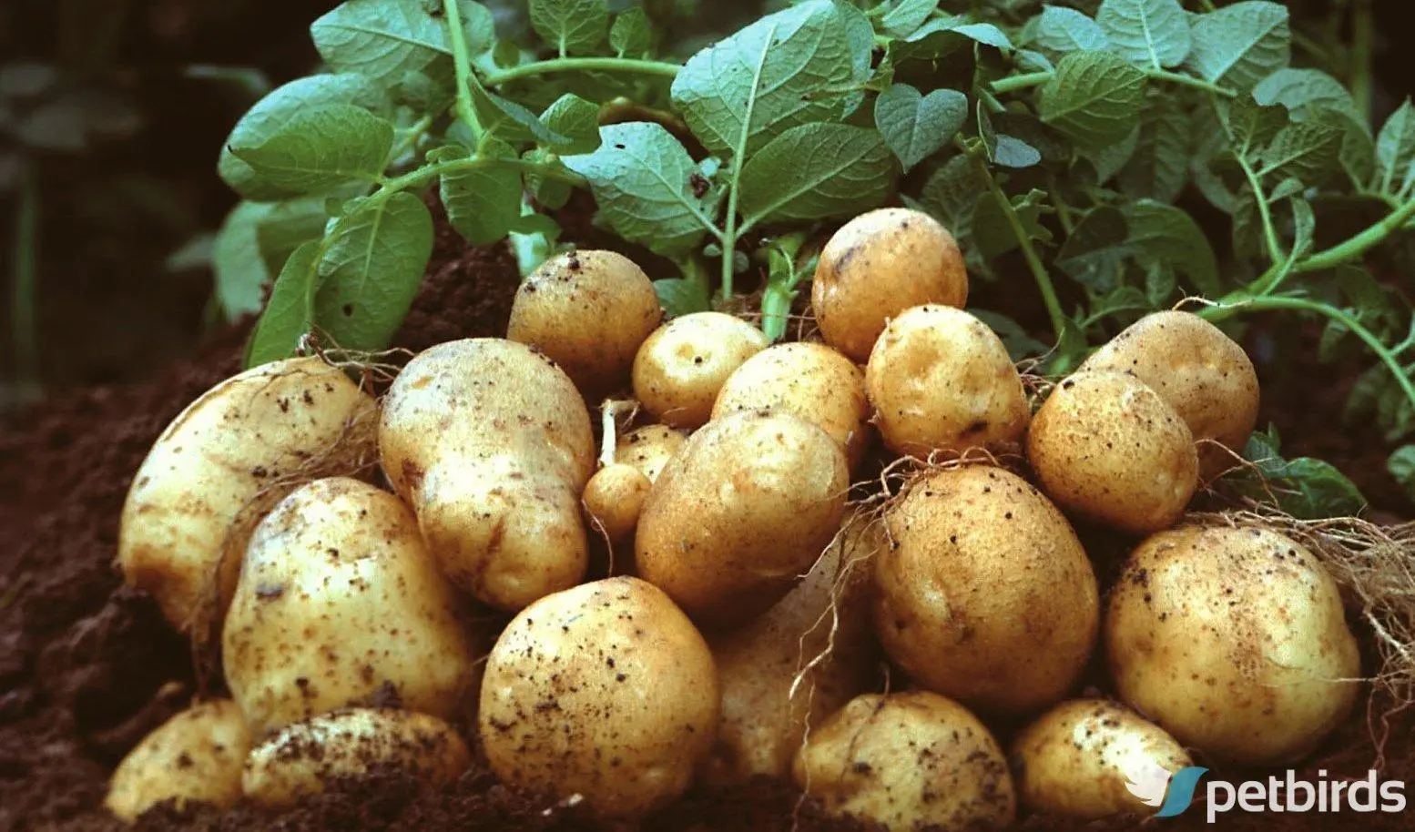 Πατάτα (Solanum tuberosum)