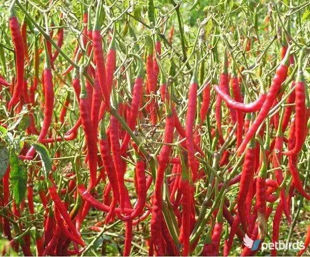 Πιπεριές καυτερές - Red chili - Cayenne - Green chili