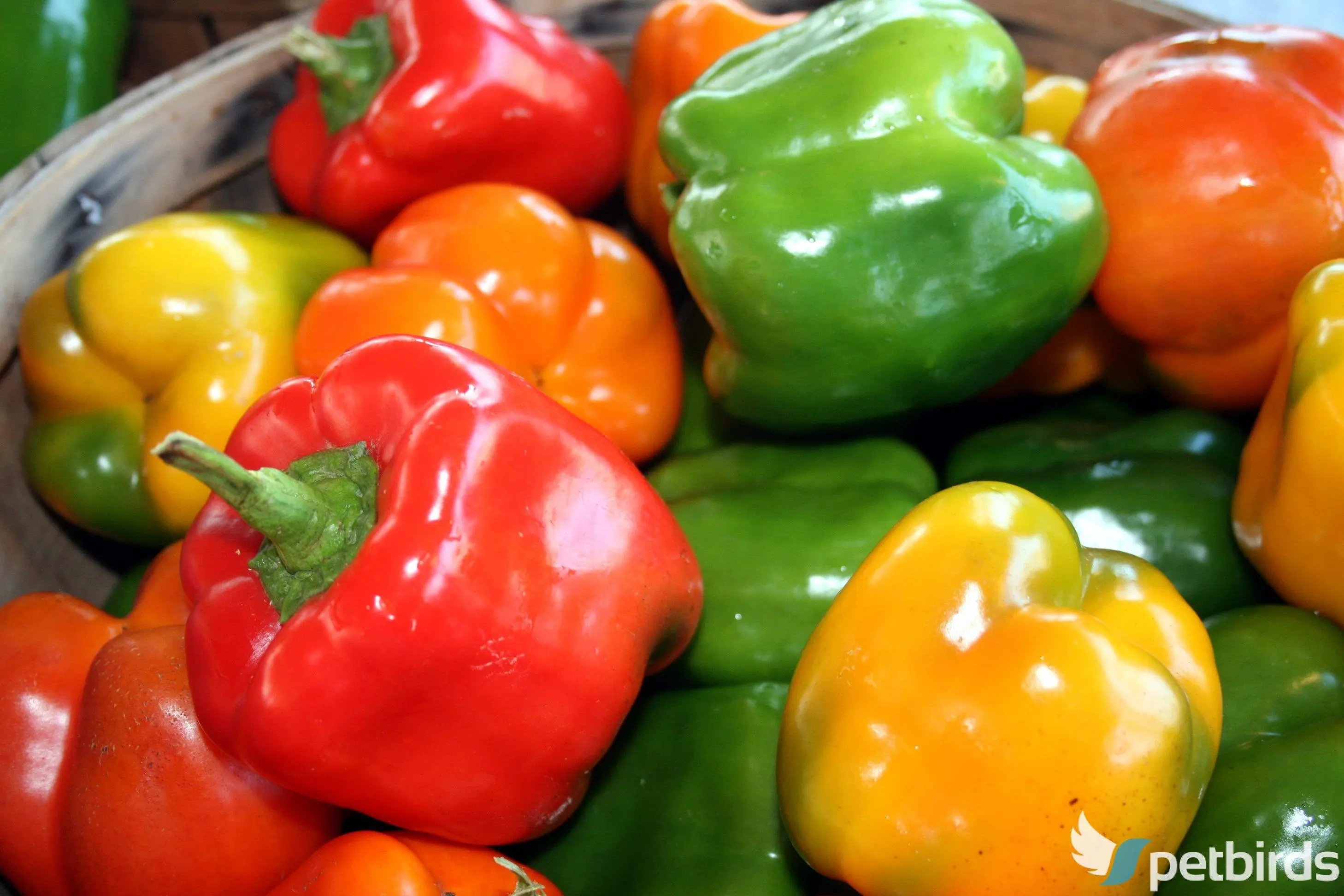 Πιπεριές - Peppers - Capsicum