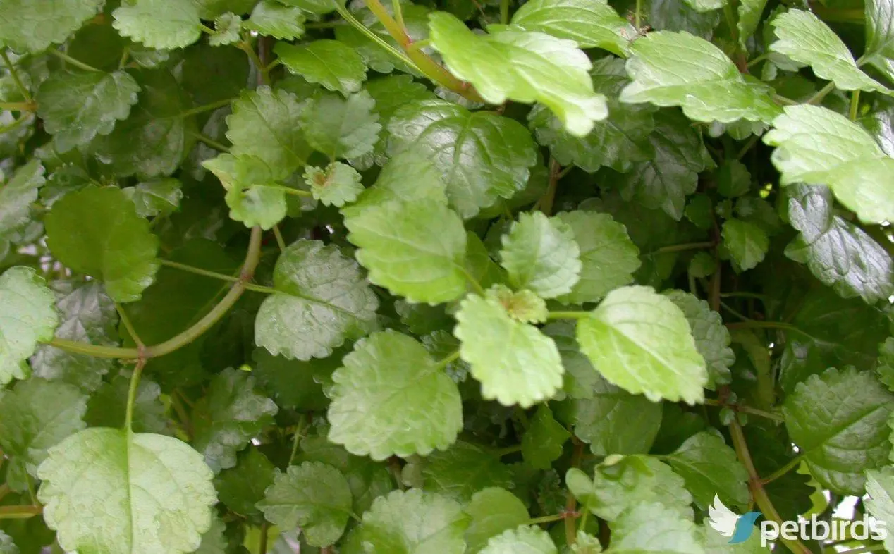 Πλέκτρανθος (Plectranthus verti)