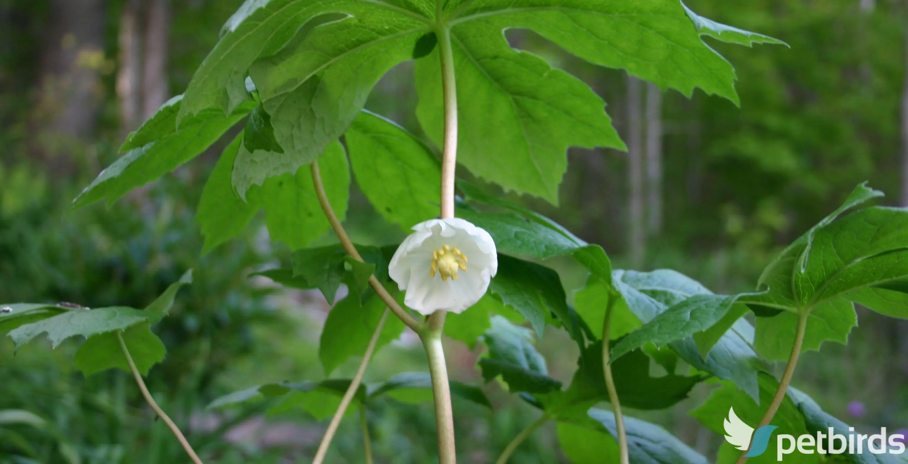 Ποδόφυλλο (Podophyllum peltatum)