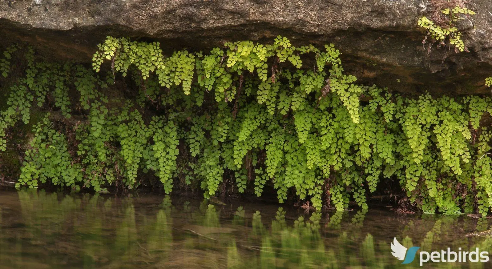 Πολυτρίχι ή Αδίαντο (Adiantum capillus)