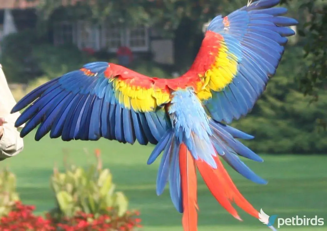 Πτήση scarlet macaw, λήψη από πάνω