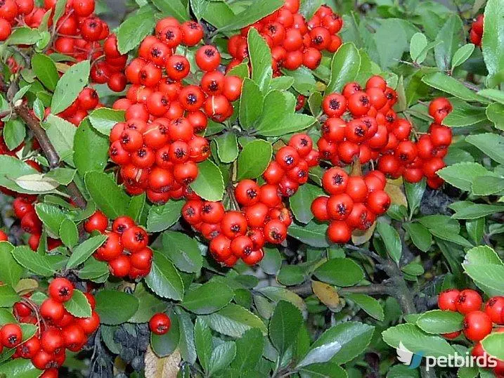 Πυράκανθος (Pyracantha)