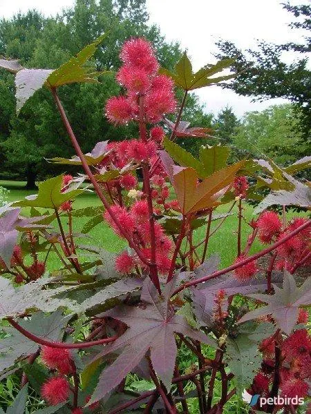 Ρετσινολαδιά (Ricinus communis)