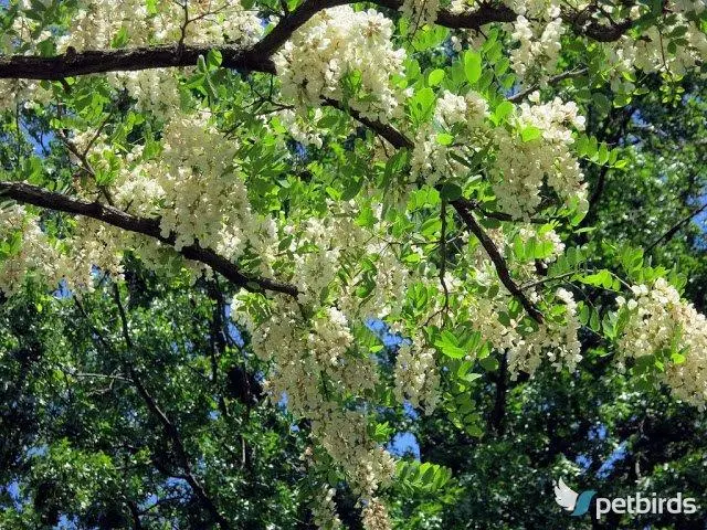 Ροβίνια η ψευδοακακία (Robinia pseudoacacia)