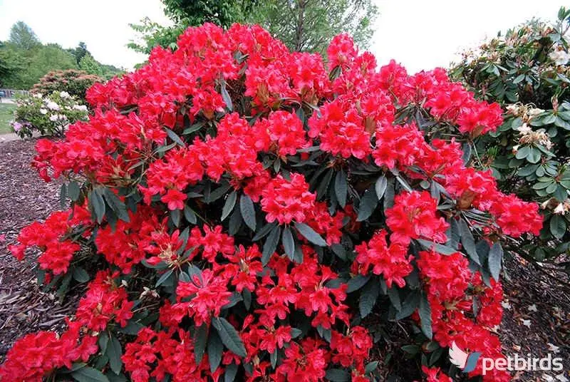 Ροδόδενδρο (Rhododendron)