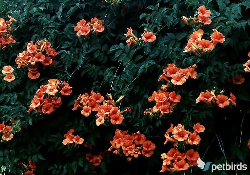 Σάλπιγγα αναρριχητική (Campsis radicans)