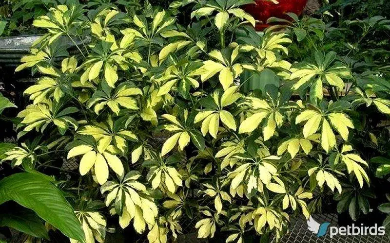 Σεφλέρα η αντινόφυλλη (Schefflera actinoph)