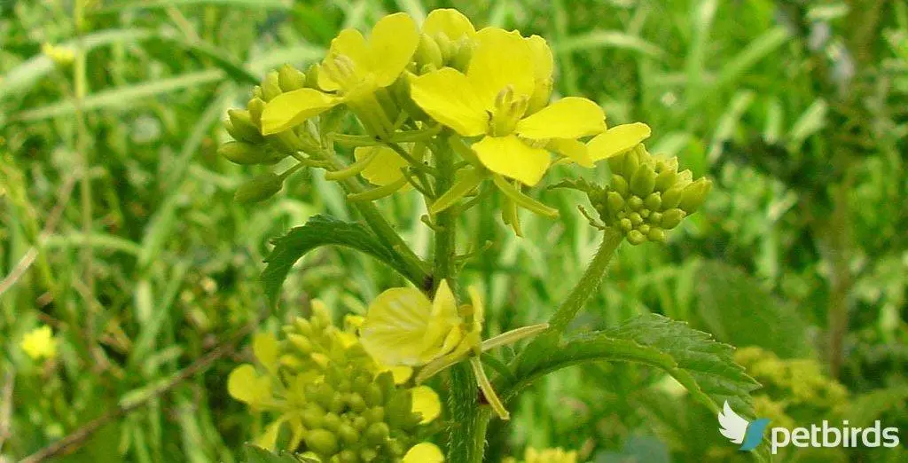 Σινάπι (Sinapis alba)