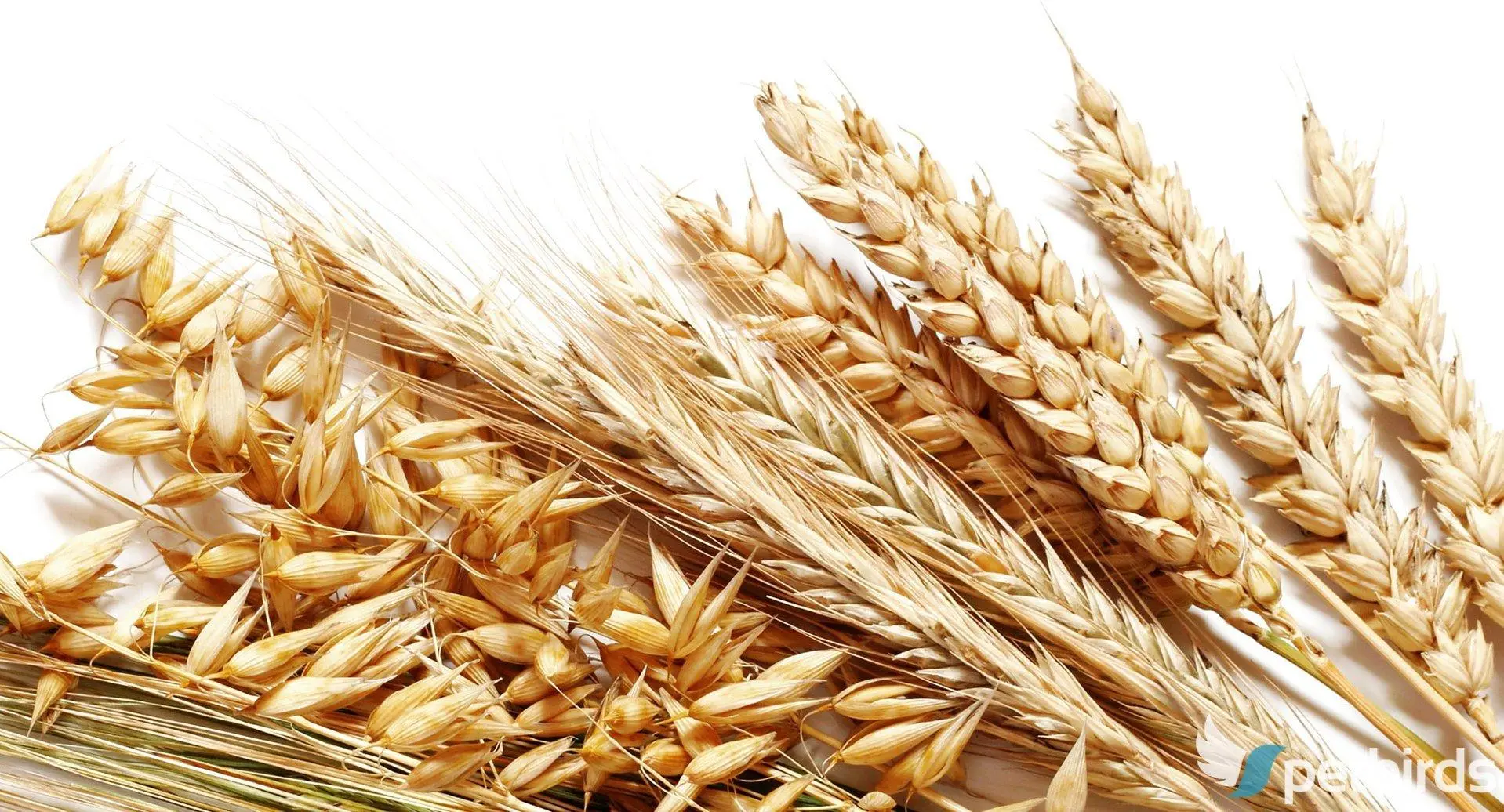 Σιτάρι (Triticum aestivum)