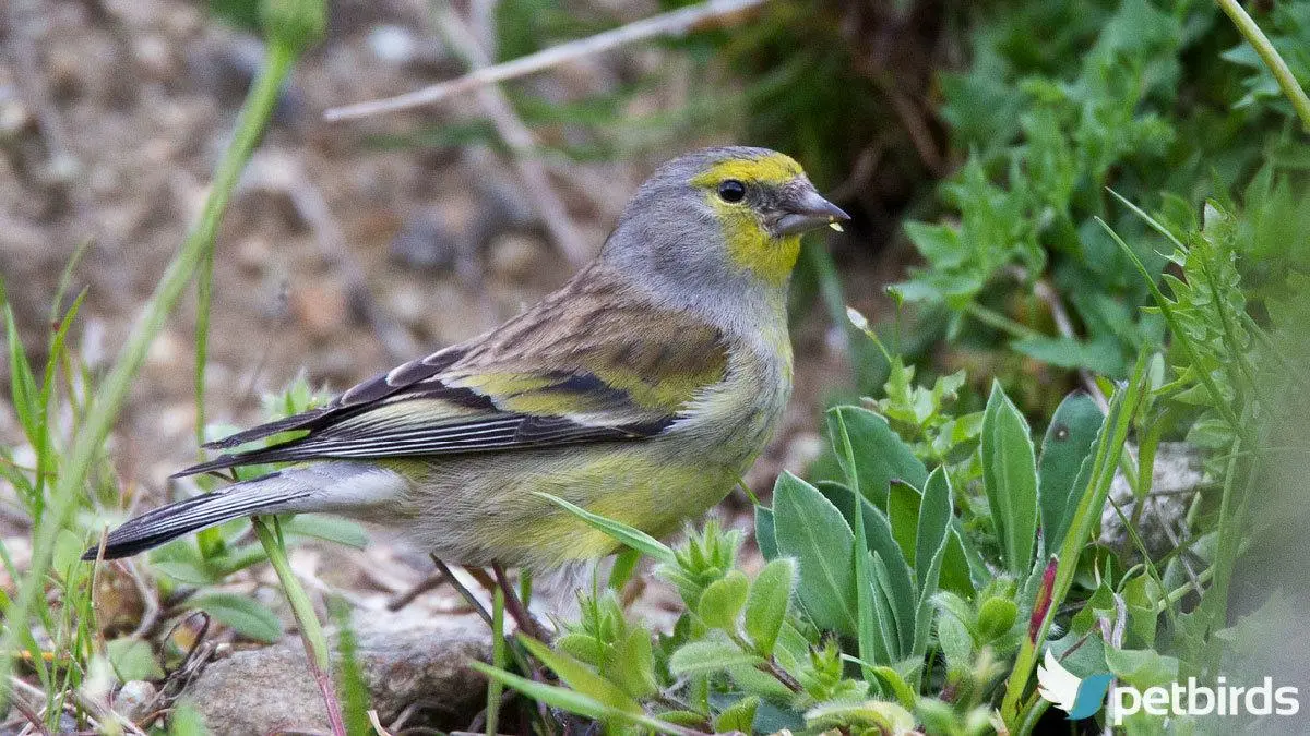 Σπίζα της Κορσικής (Carduelis corsicana)