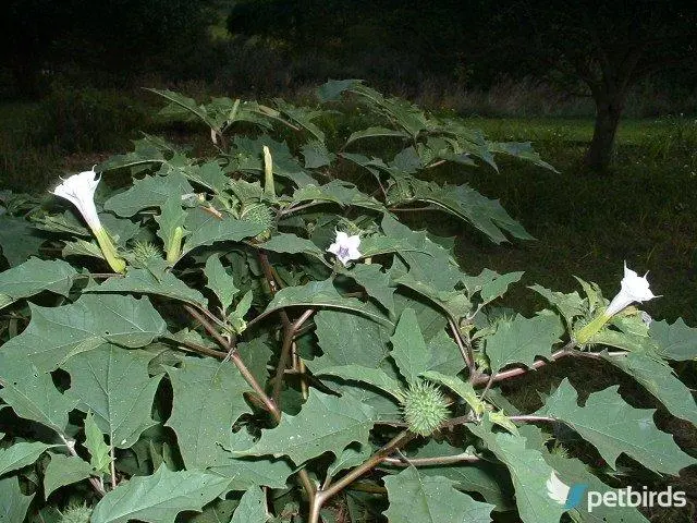 Στραμώνιο - Διαβολόχορτο (Datura stramonium)