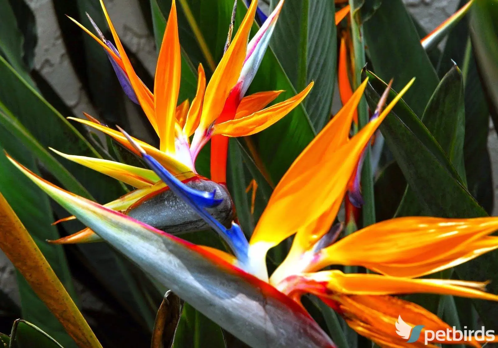 Στρελίτζια (Strelitzia)