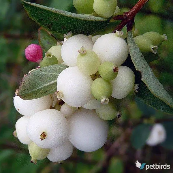 Συμφορίκαρπος (Symphoricarpos)