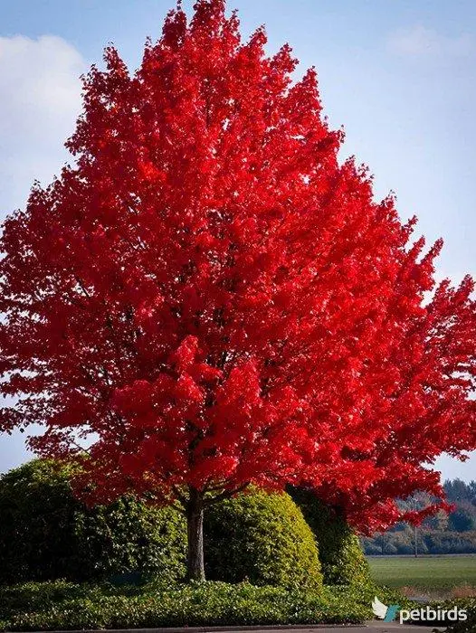 Σφένδαμος κόκκινος (Acer rubrum)