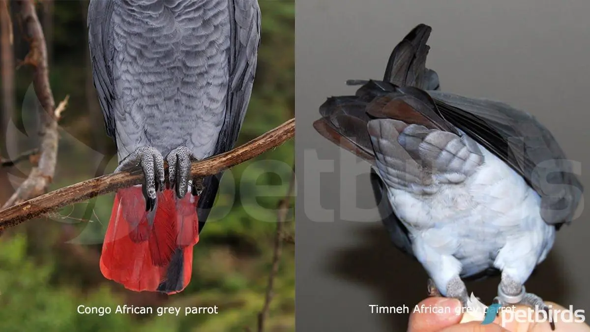 Σύγκριση ουράς Congo και Timneh African grey parrots