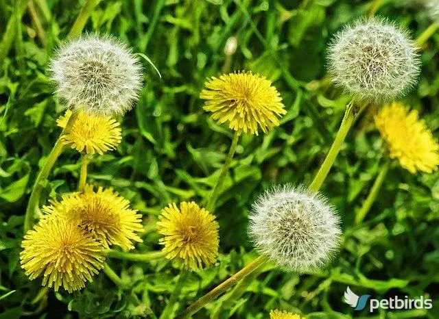 Ταραξάκο - Πικραλίδα (Taraxacum officinale)