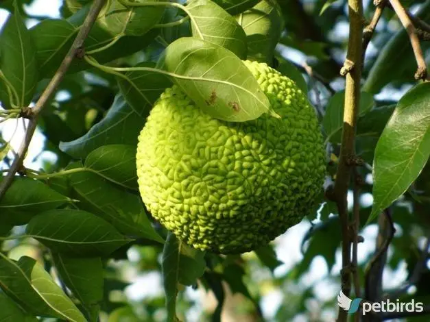 Τοξόδεντρο (Maclura pomifera)